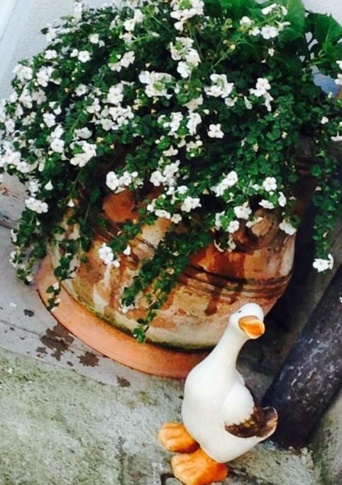 דירות ויצ'נצה Papere E Tulipani מראה חיצוני תמונה
